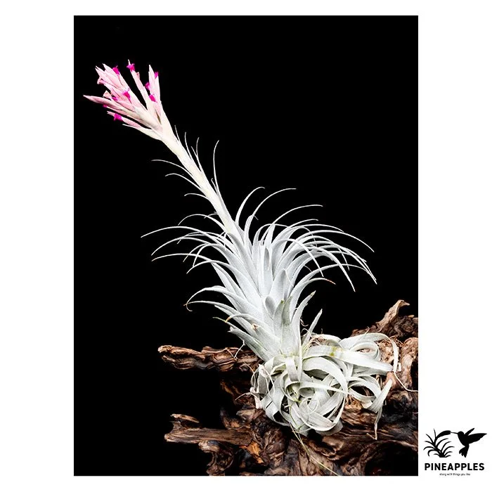 [Til-305] Tillandsia chapeuensis 2018, Brazil 肉厚幅広特撰
