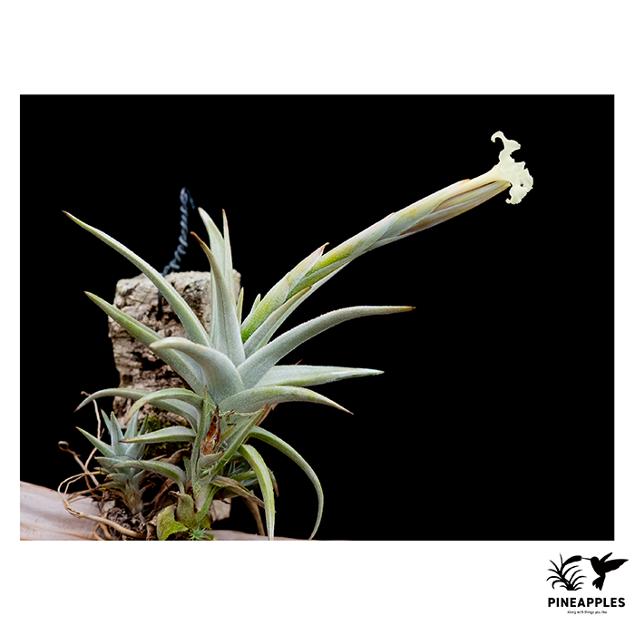 [Til-87] Tillandsia xiphioides var. lutea HR5212
