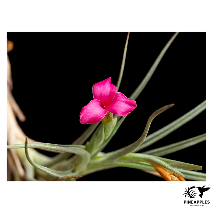 [Til-137] Tillandsia dorotheae.webp