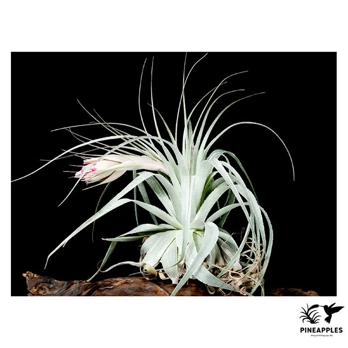 [Til-228] Tillandsia gardneri
