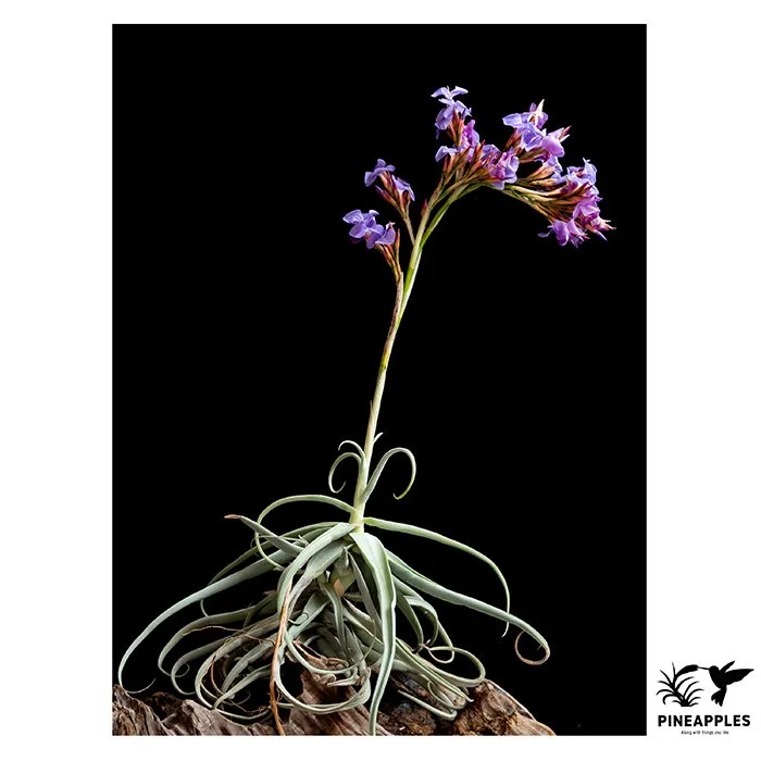 [Til-673] Tillandsia streptocarpa