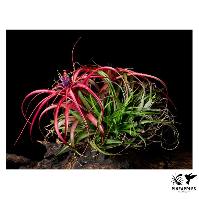 [Til-1033] Tillandsia brachycaulos