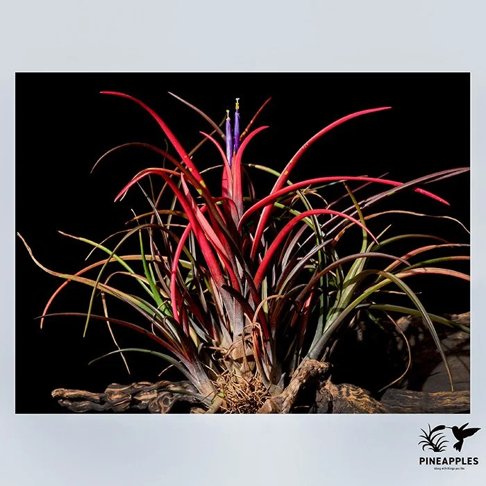 Tillandsia aff. capitata