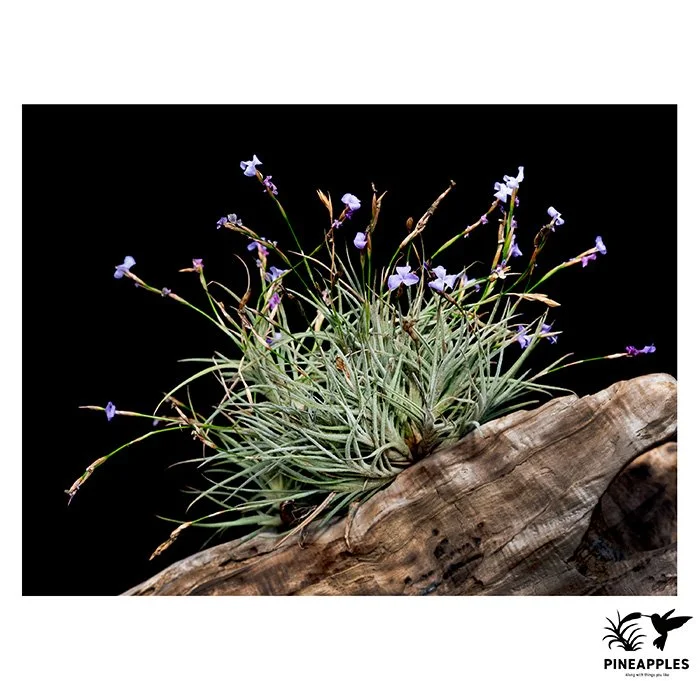 [Til-481] Tillandsia bandensis