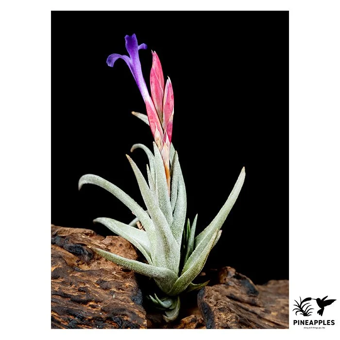 [Til-86] Tillandsia violaceiflora HR7176
