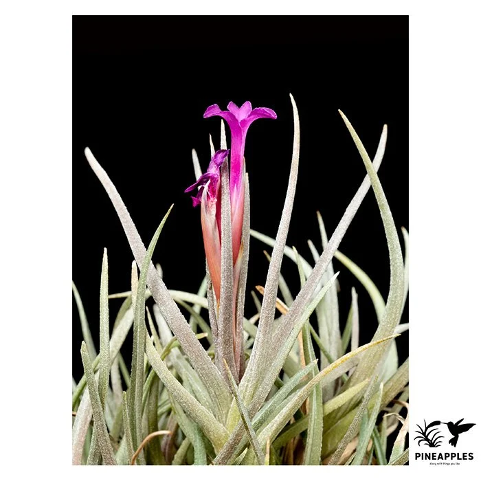 [Til-800] Tillandsia argentina (Magenta Flower)