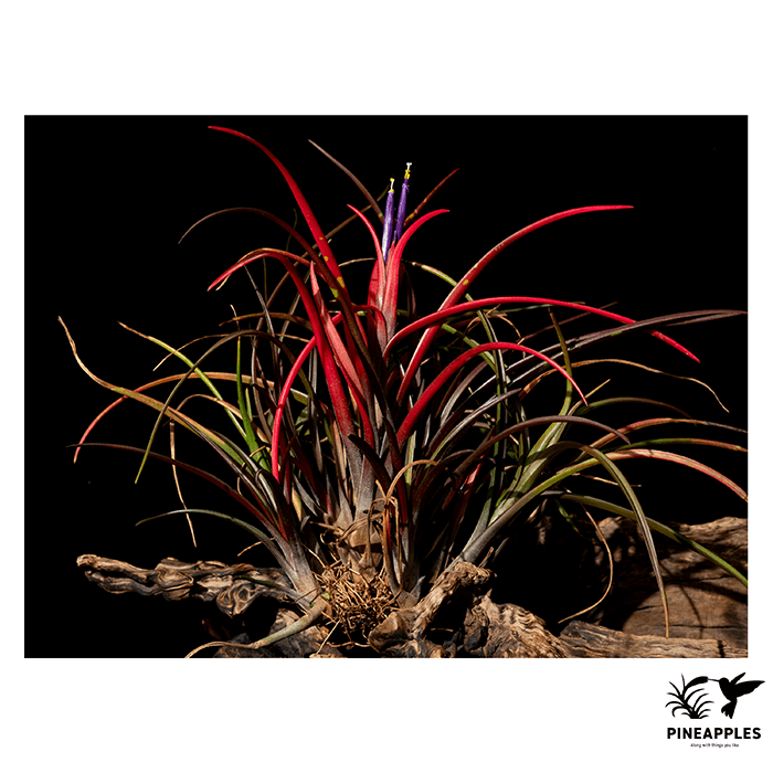 [Til-416] Tillandsia aff. capitata.webp