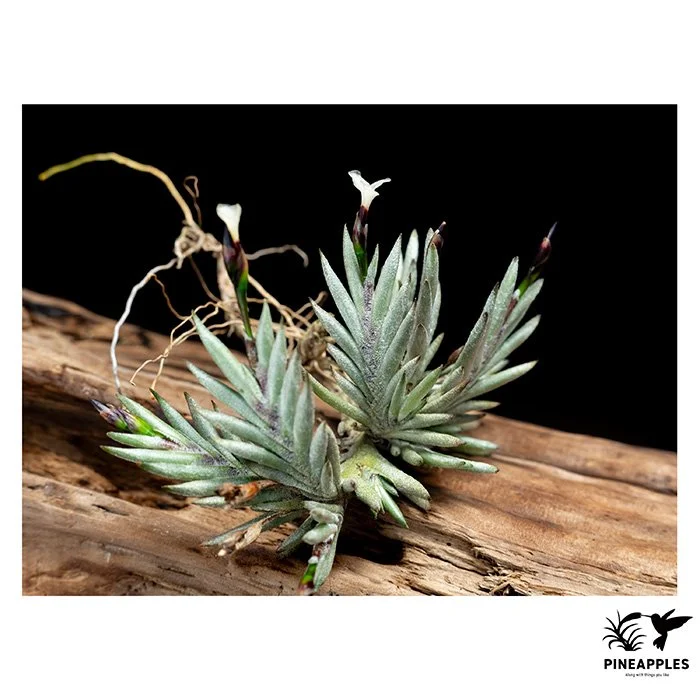 [Til-10] Tillandsia capillaris HR7101c