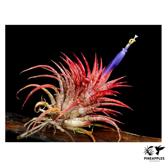 [Til-986] Tillandsia ionantha 'Hamuemula' (Zebra)
