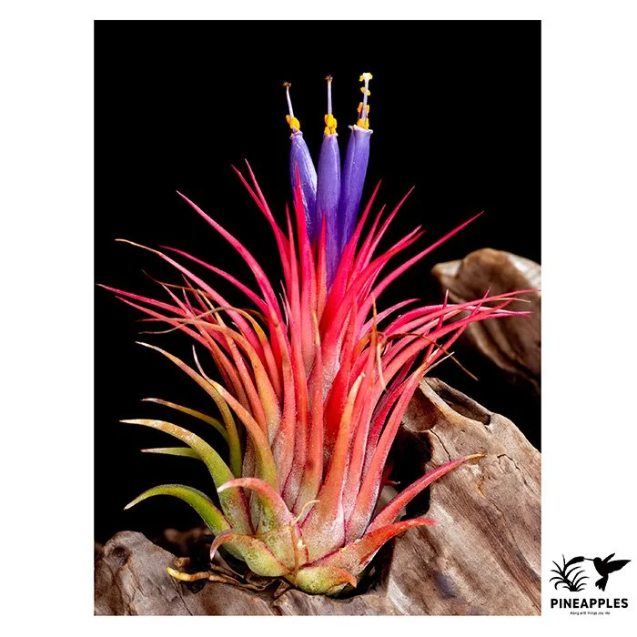 [Til-1036] Tillandsia ionantha var. stricta 'Rosita Giant Clone'