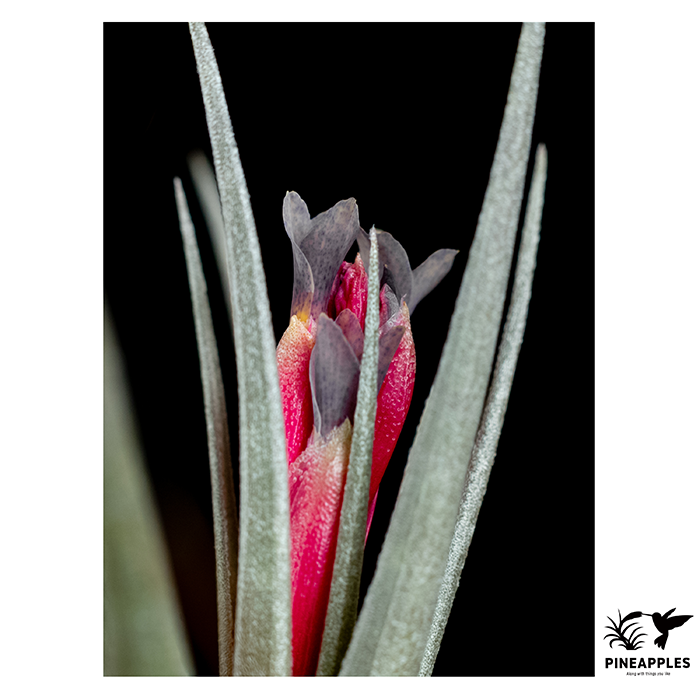 [Til-813] Tillandsia aeranthos Clone #3. TF5351.webp
