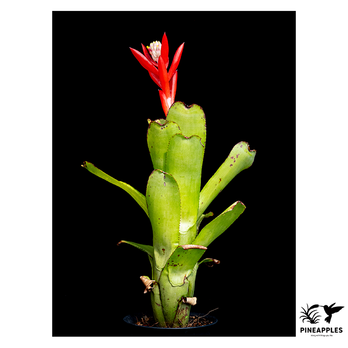 [Aec-056] Aechmea nudicaulis var. plurifolia (Brazil)