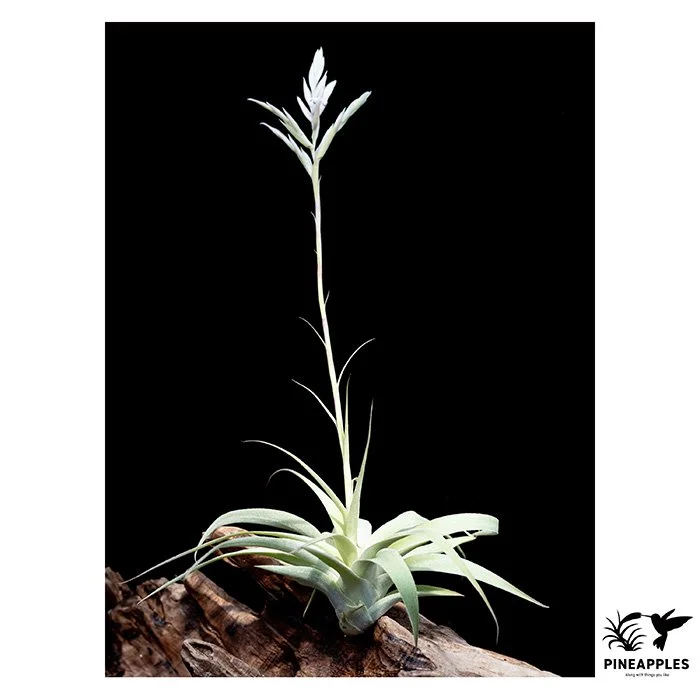 [Til-823] Tillandsia cacticola 'Bright Leaf'