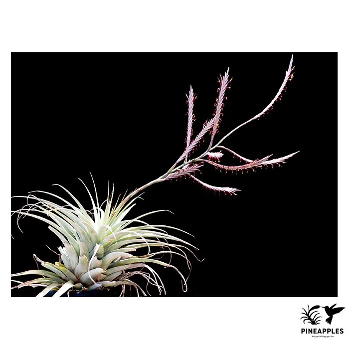 [Til-885] Tillandsia cf. cereicola