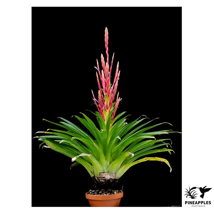 [Til-1041] Tillandsia deppeana