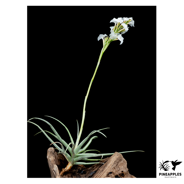 [Til-667] Tillandsia reichenbachii forma. alba