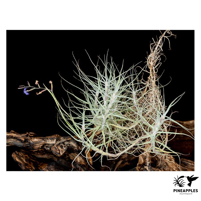 [Til-243] Tillandsia caerulea