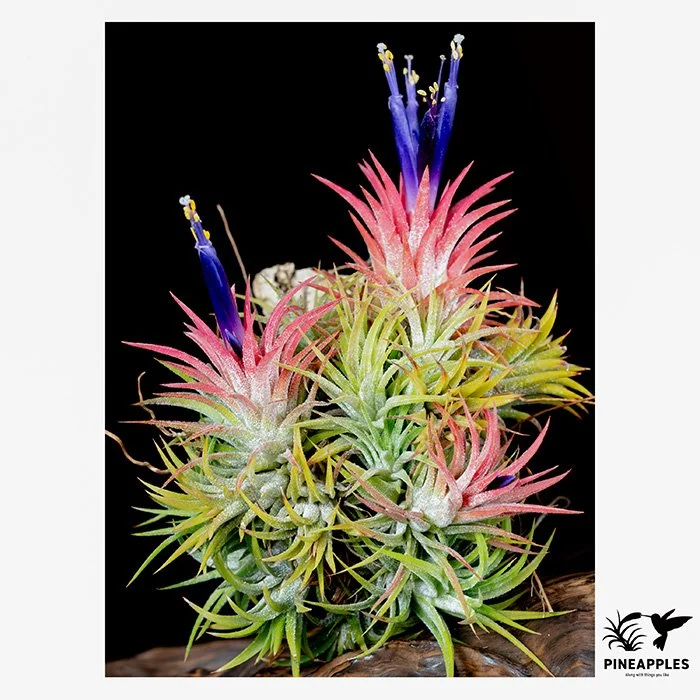 [Til-304] Tillandsia ionantha (Small Clone)