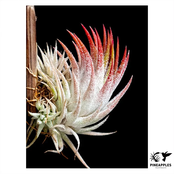 [Til-886] Tillandsia ionantha var. vanhyningii x ionantha 'Peach' NTH142 #2