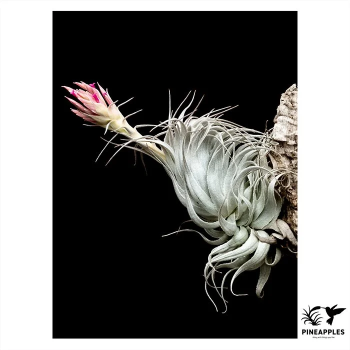 [Til-246] Tillandsia aff. chapeuensis (Compact Form)