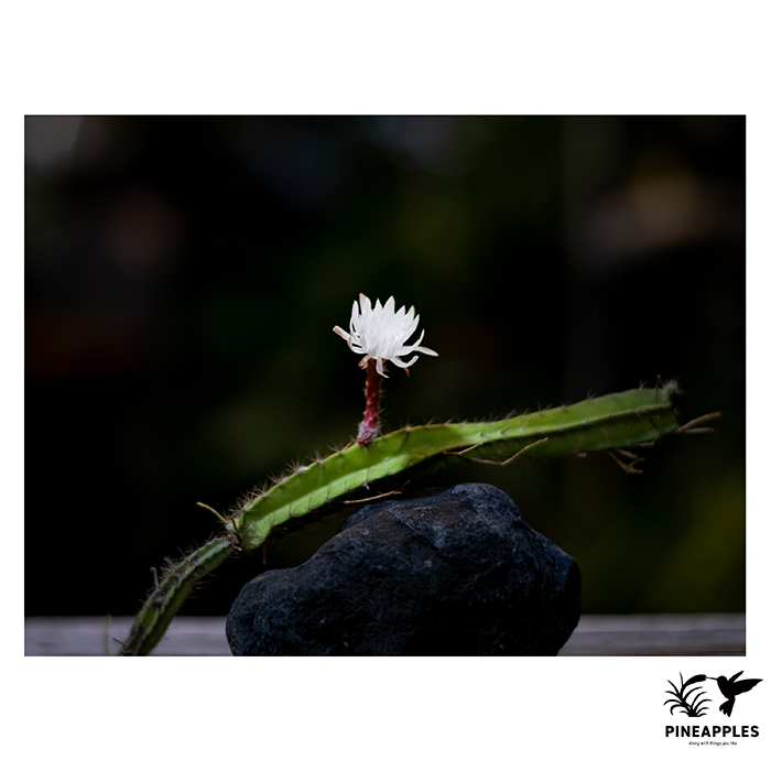 [Sel-003] Selenicereus chontalensis