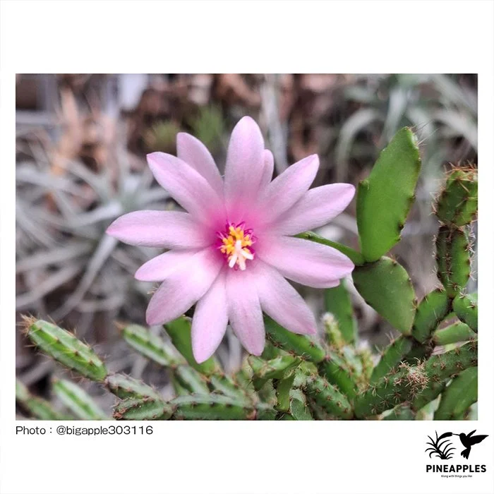 [Hat-001] Hatiora aff. rosea
