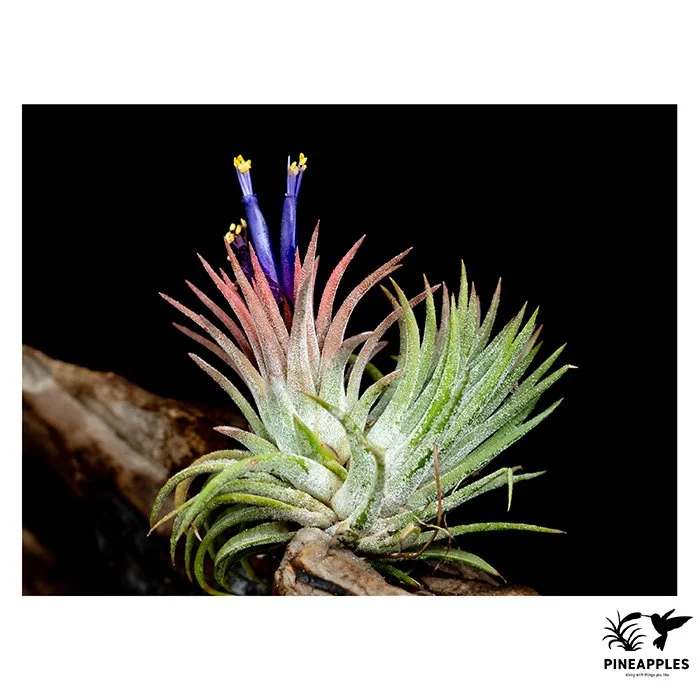 [Til-910] Tillandsia ionantha 'Fire of Tinco'