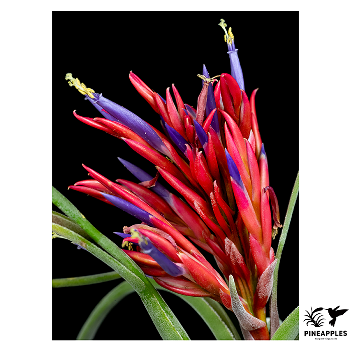 [Til-1043] Tillandsia caput-medusae (Mexico) 2.webp