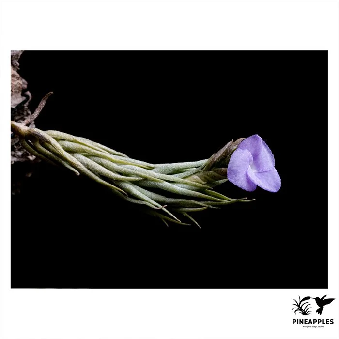 [Til-53] Tillandsia kirschnekii HR431