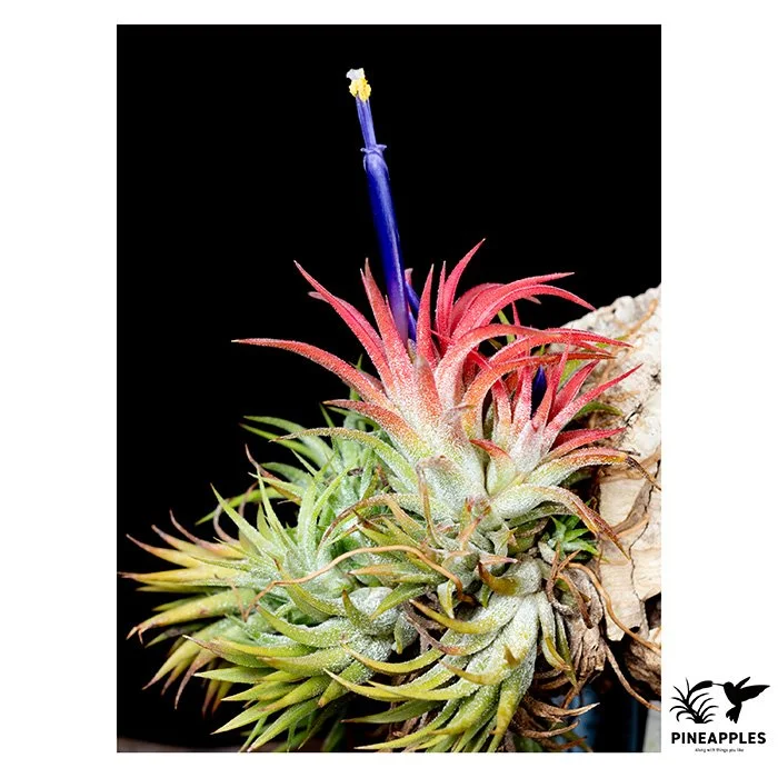 [Til-300] Tillandsia ionantha (Dwarf Clone)