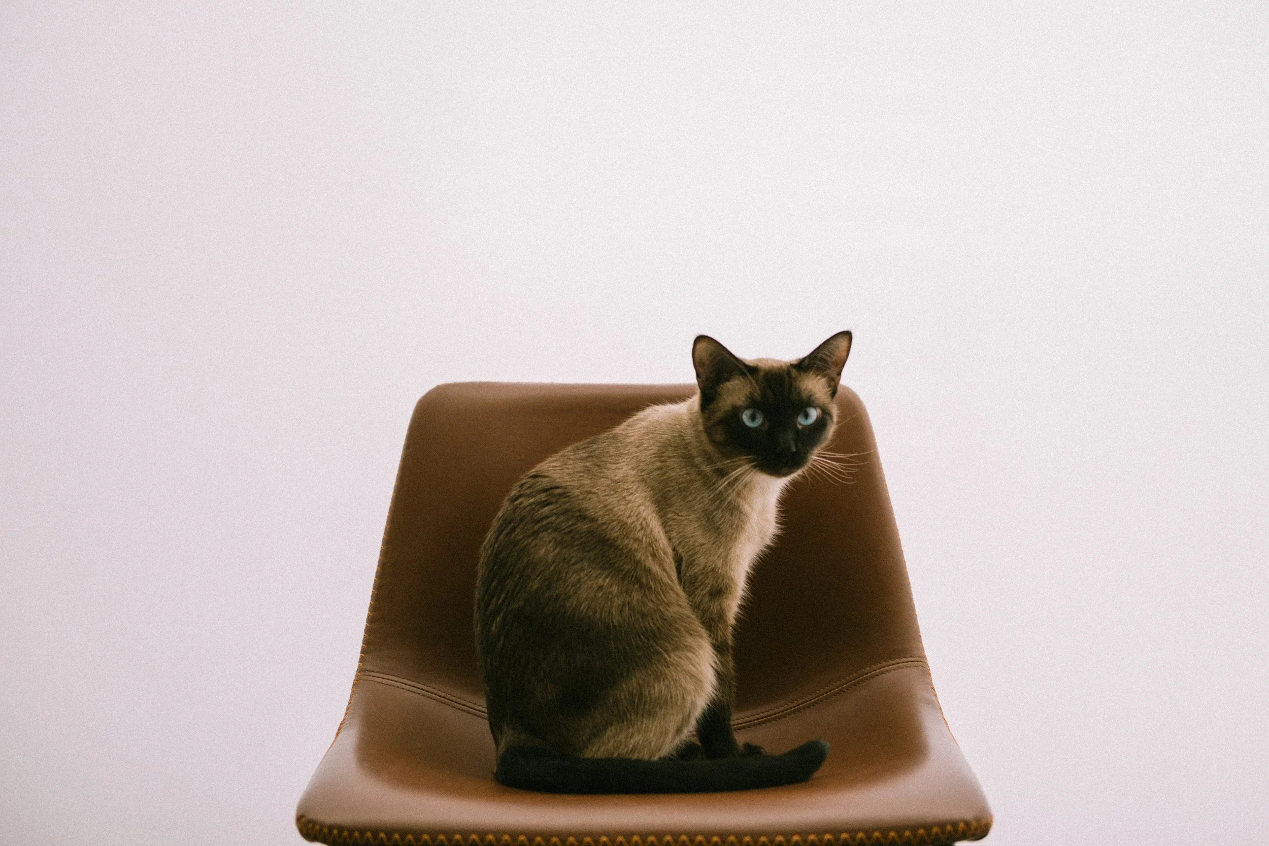 A Siamese cat with blue eyes sitting on a brown leather chair against a plain light-colored background.