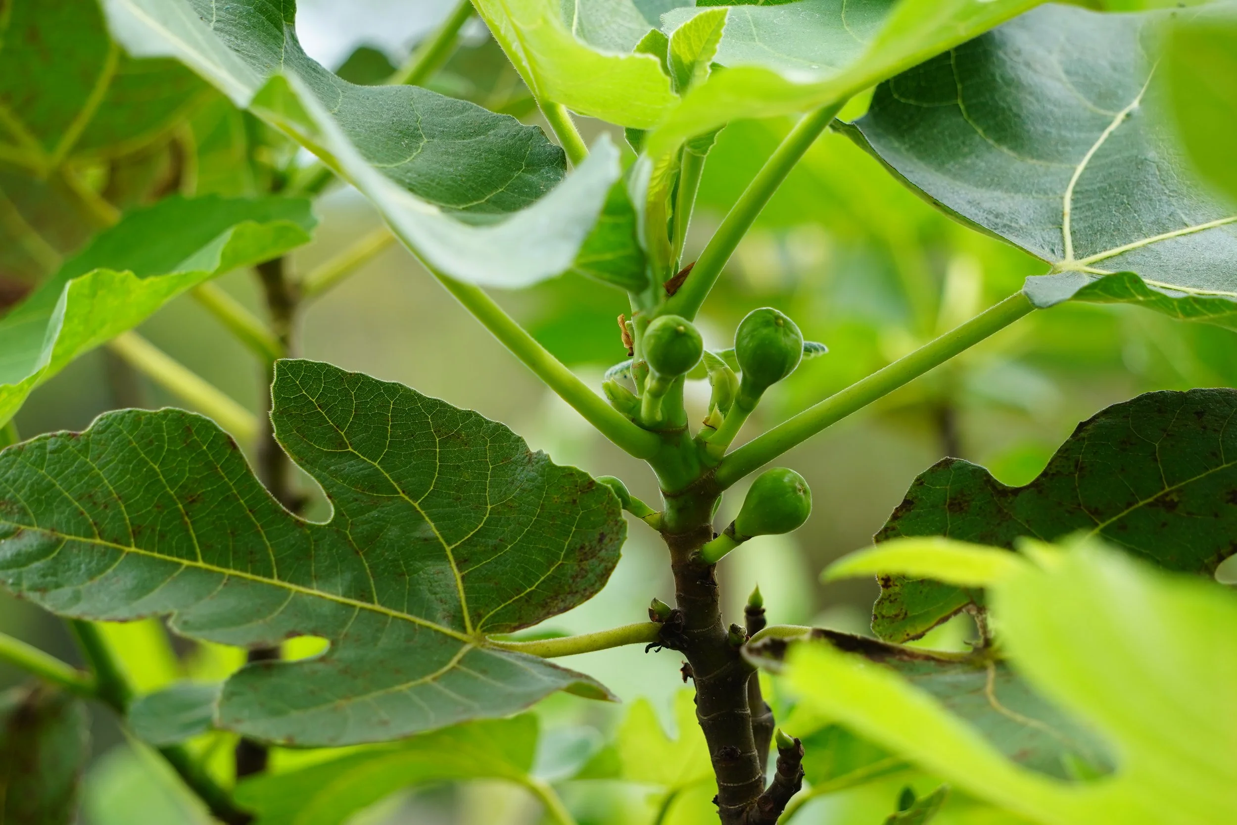 FRUITING TREES