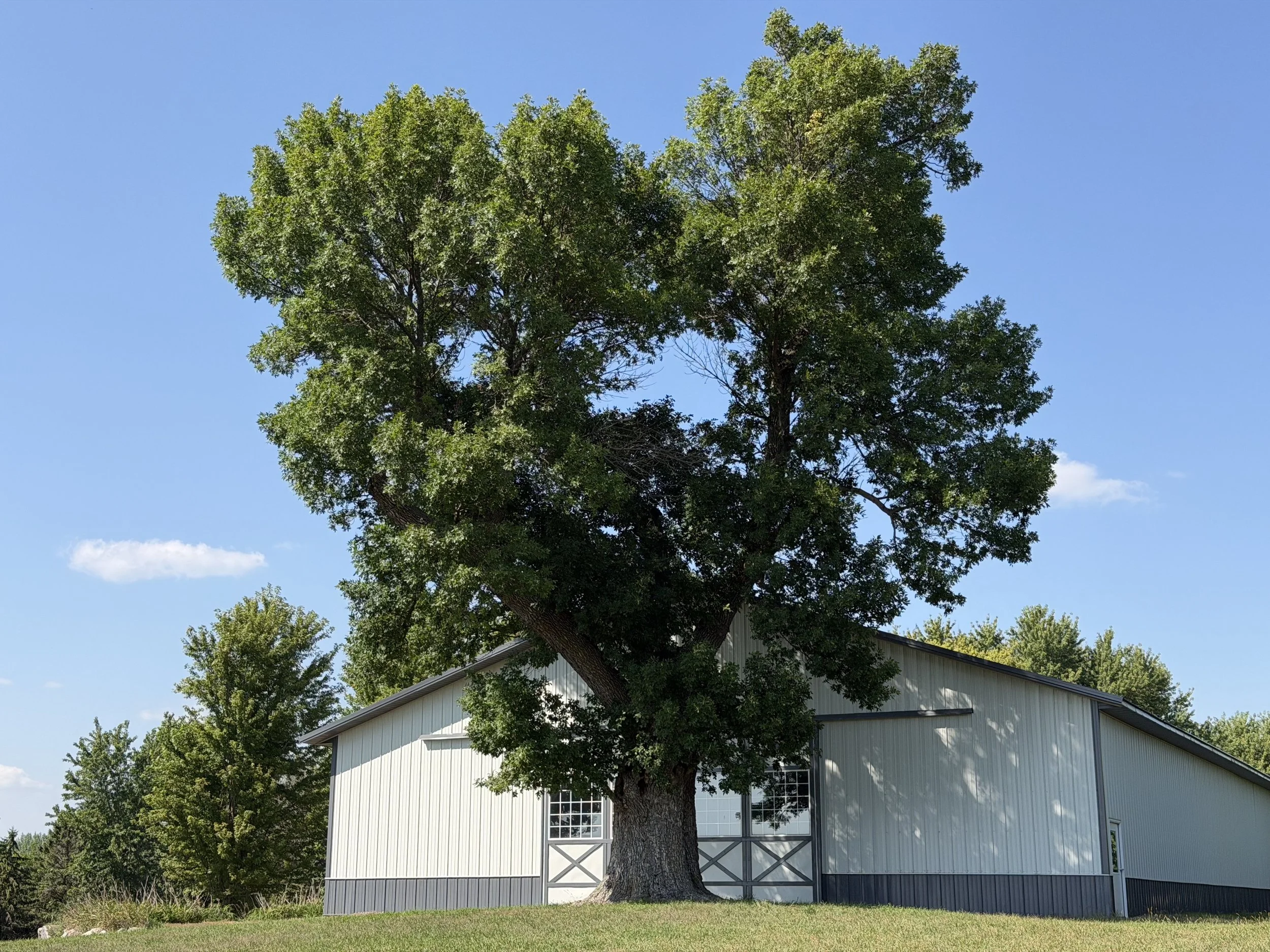 Blog No. 1: The Ancient Ash
