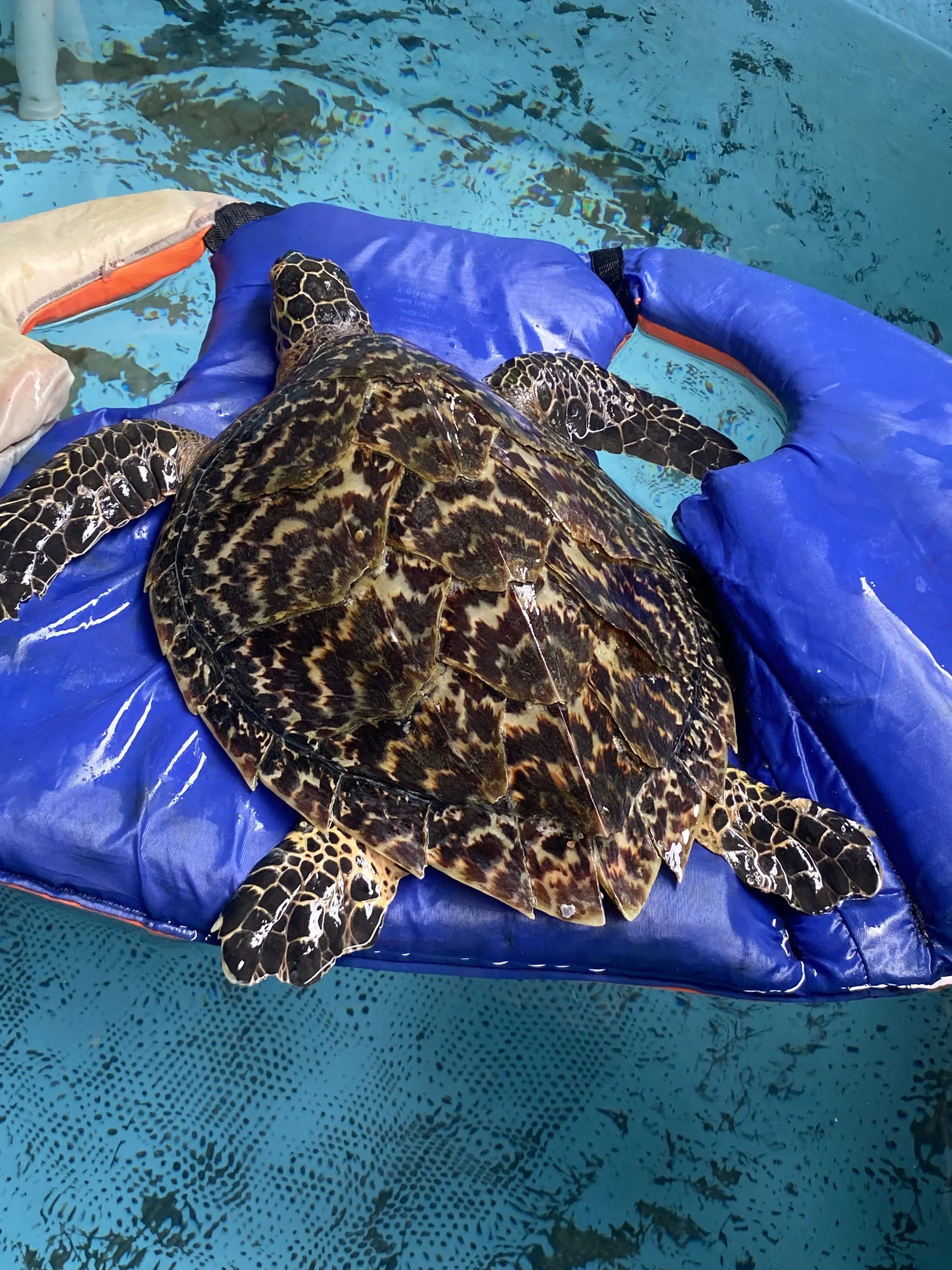 A sea turtle resting on a blue flotation device in a swimming pool.
