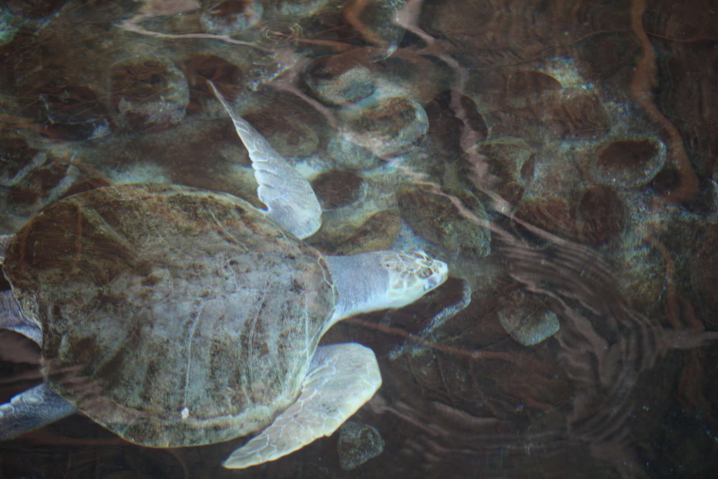 Underwater scene showing rocks and a few small fish swimming in clear water.