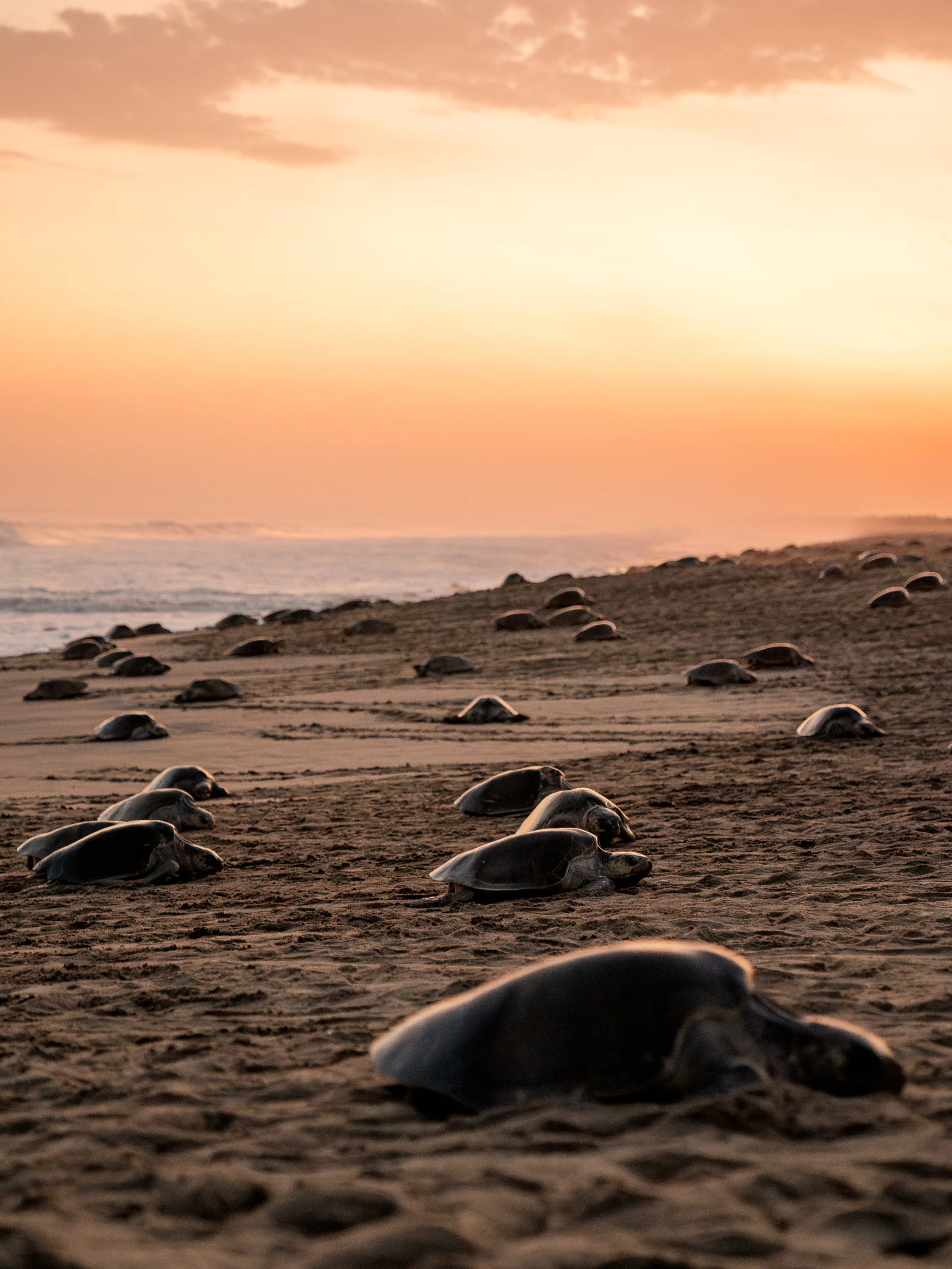 Seashells scattered across a sandy beach at sunset with the ocean in the background and a colorful sky above.