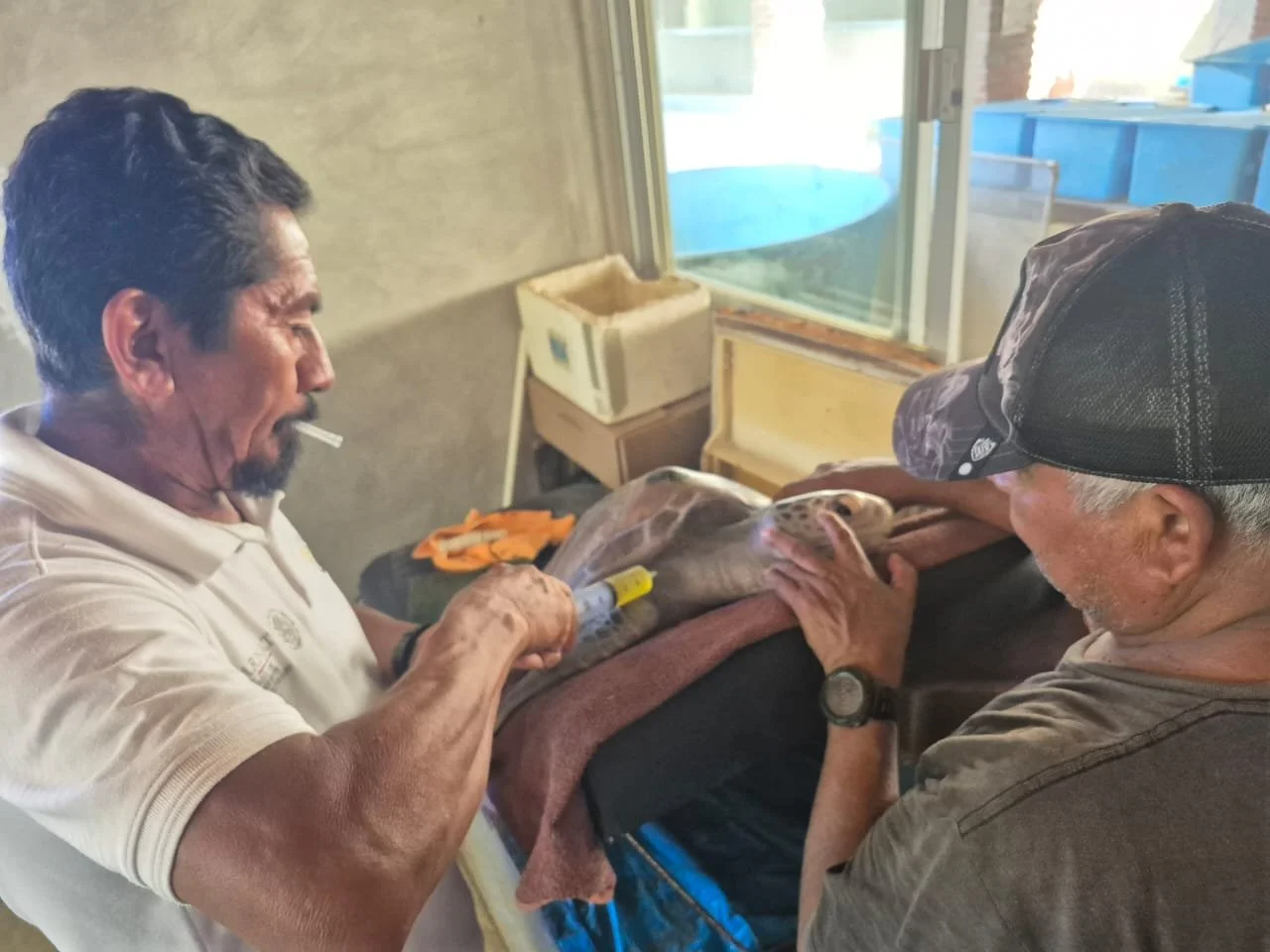 Two men preparing a young lamb for a medical procedure or injection inside a room with a window showing outdoor structures.