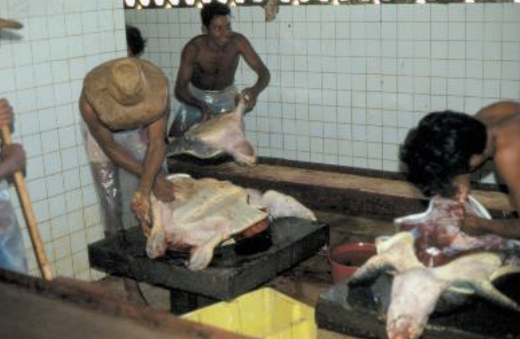Butchers cutting and processing raw meat in a traditional meat market or slaughterhouse setting.