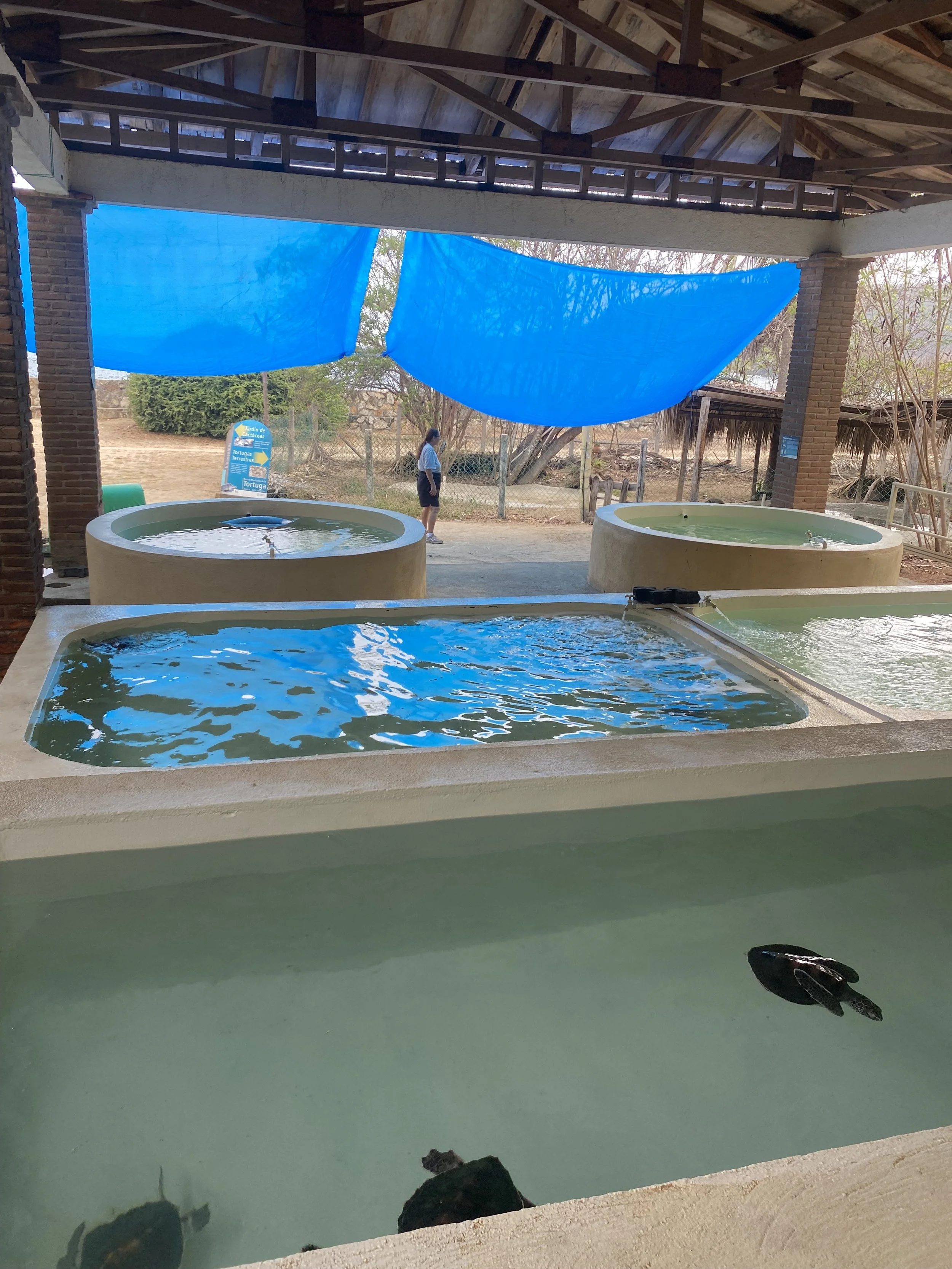 Indoor pond with fish, with a blue tarp overhead, brick columns, and a woman walking outside in the background.