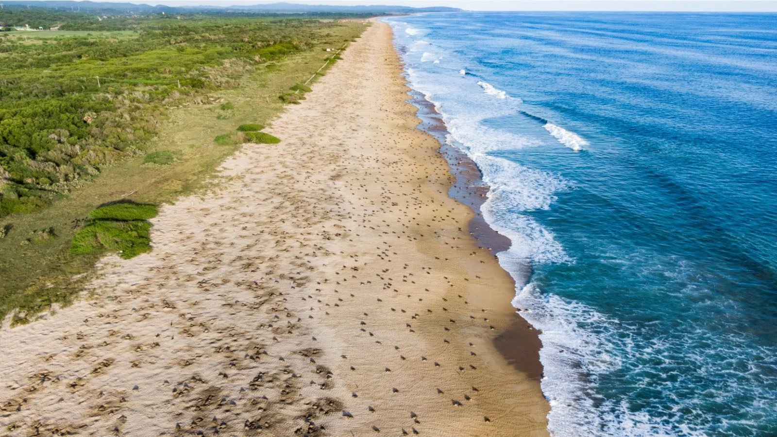 Aerial view of a sandy beach with numerous sea turtles crawling across the sand, adjacent to the blue ocean and green vegetation.
