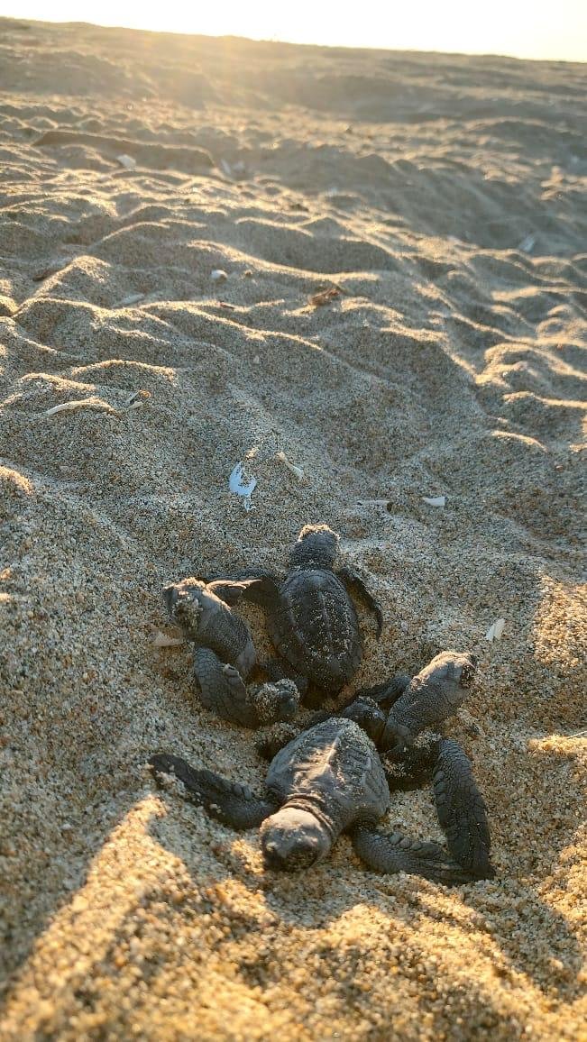 A small baby sea turtle crawling on sandy beach at sunset.