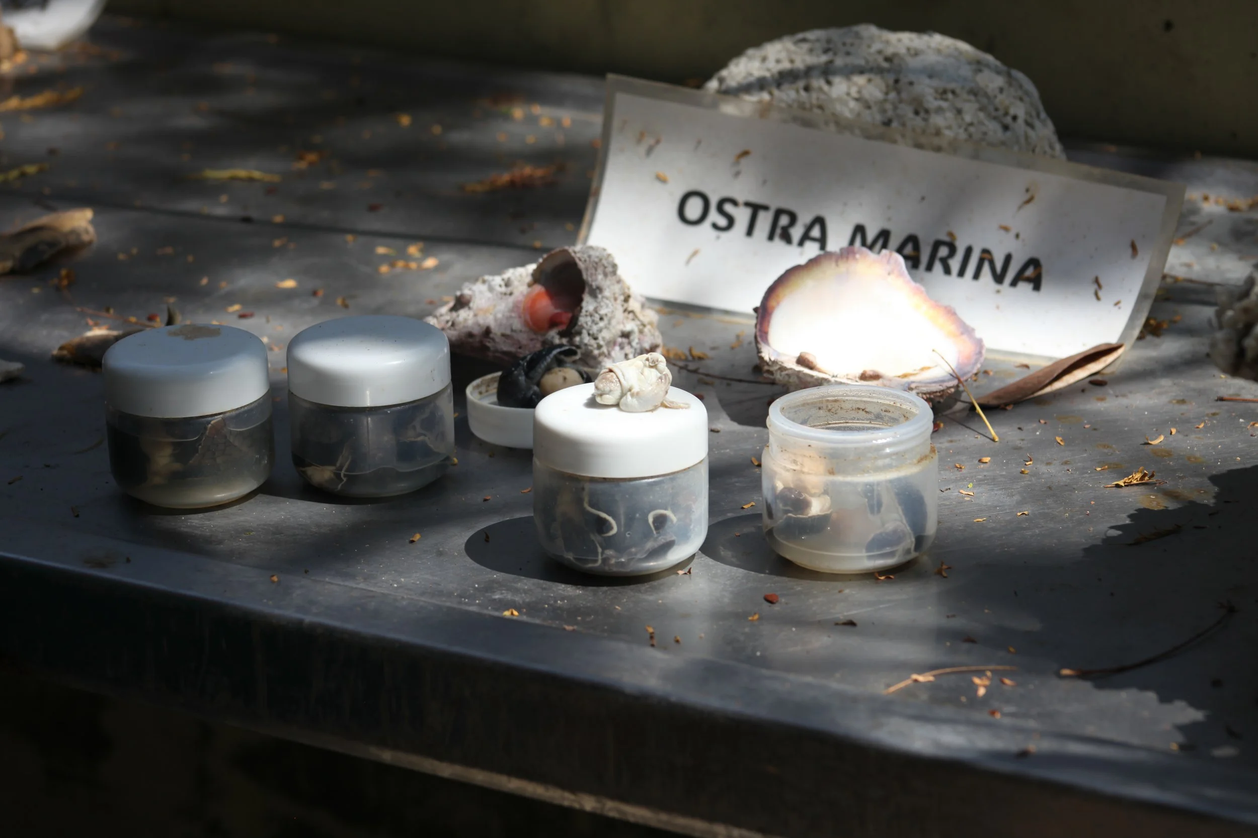 Small jars containing sea creatures on a table, with a sign that reads 'Ostra Marina' and shells and coral in the background.