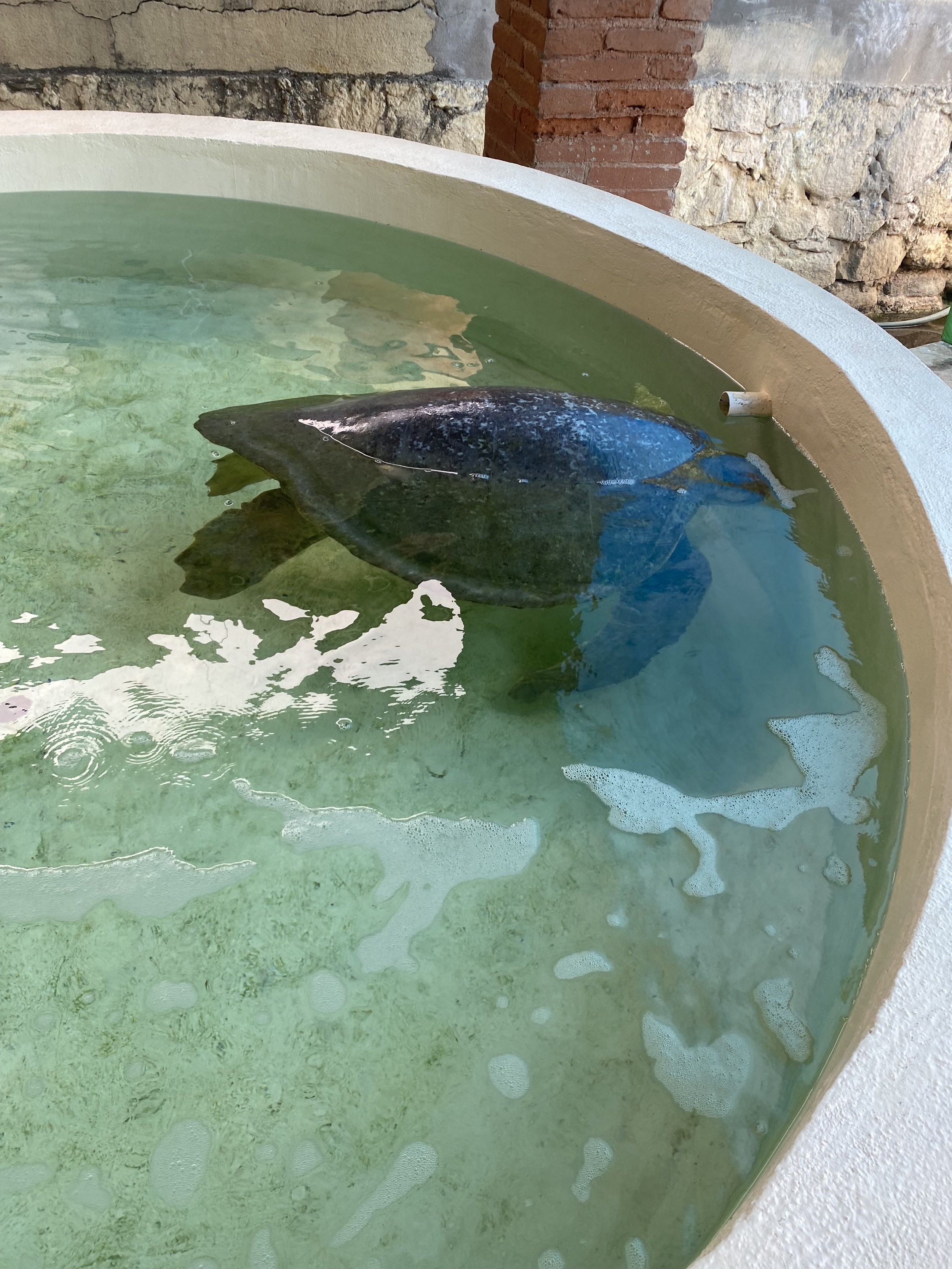 A large fish with dark gray and blue coloration is in a round concrete pool filled with light greenish water, against a background of stone and brick walls.