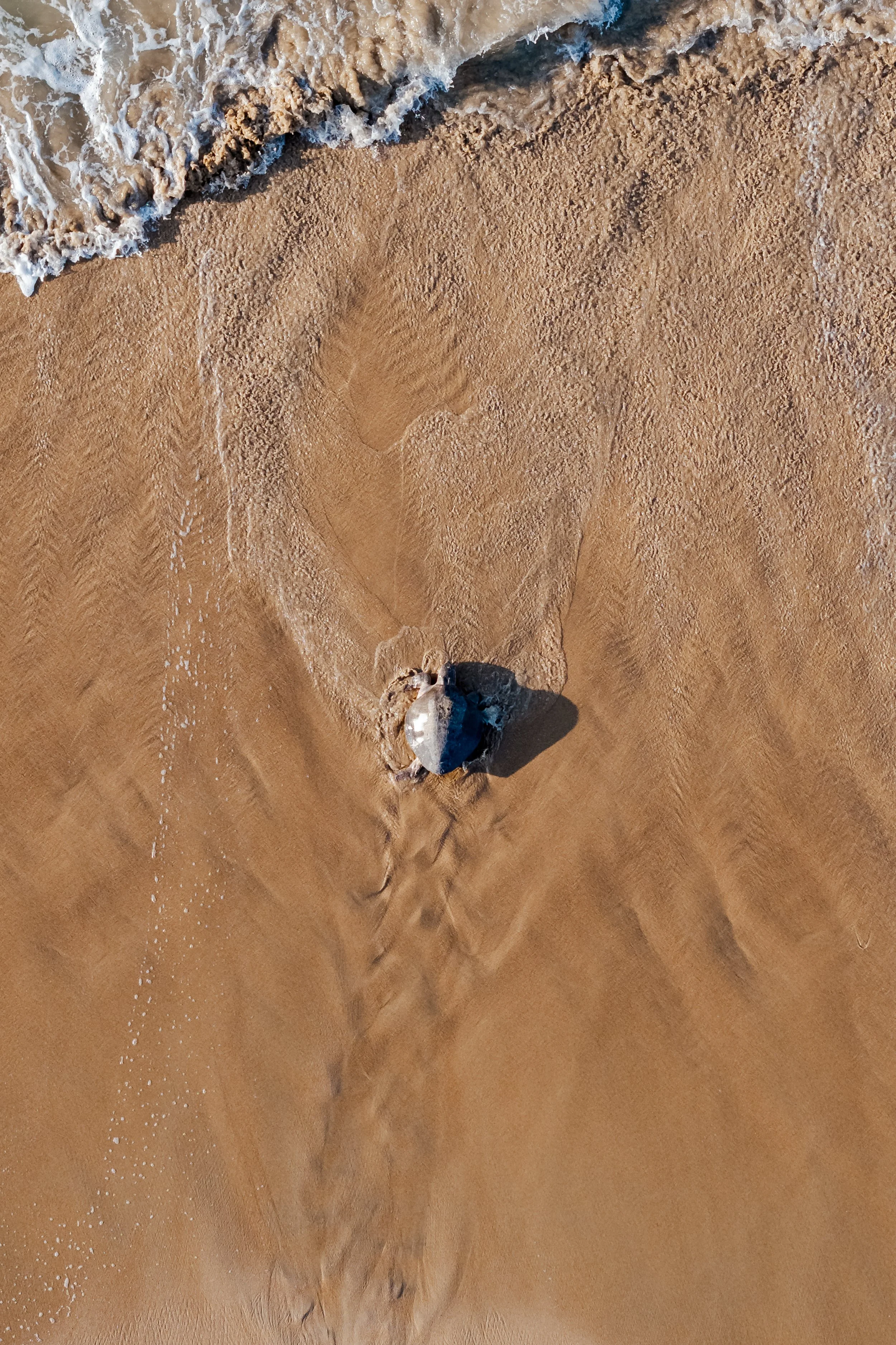 Footprint on wet sandy beach with small shell nearby and gentle surf washing onto shore.
