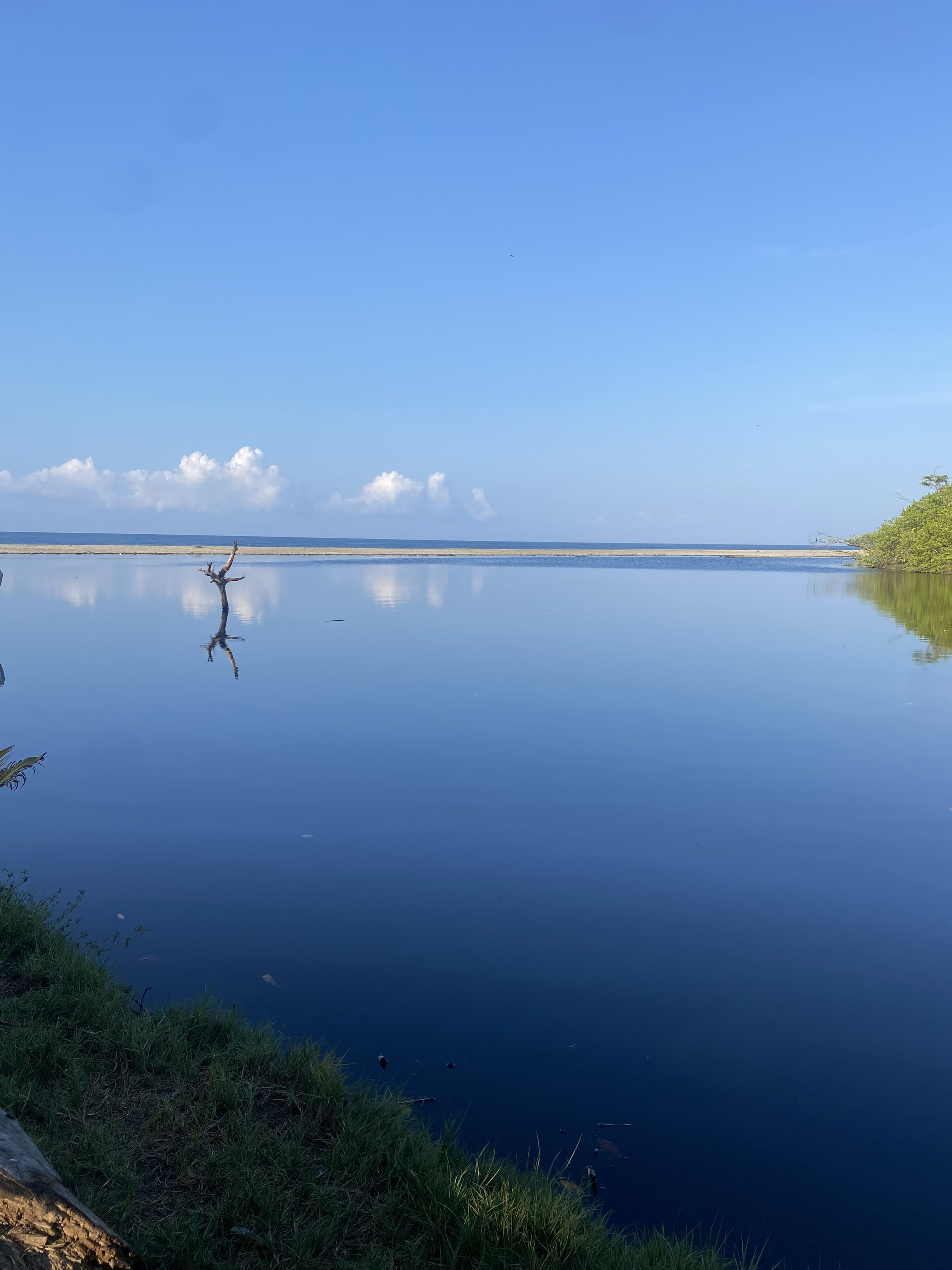 A calm body of water reflecting the blue sky and some clouds, with green grass and a fallen tree branch in the foreground, and a distant shoreline with some trees on the right.