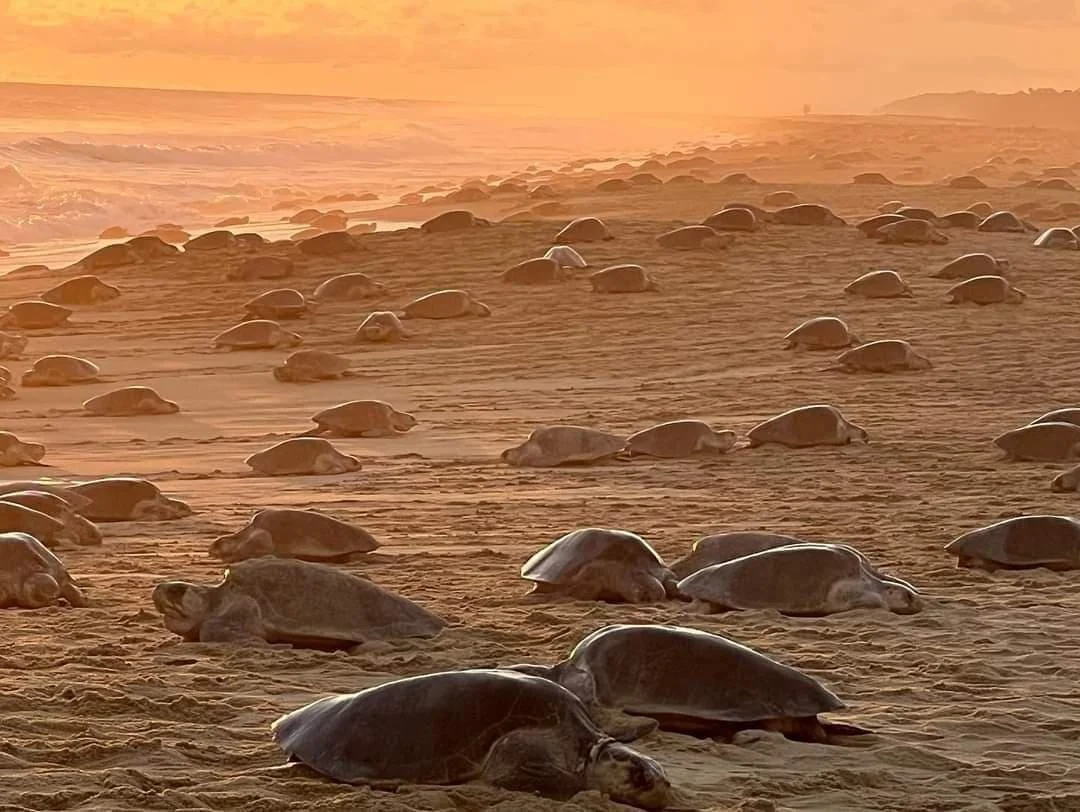 Turtles resting on the sandy beach during sunset.