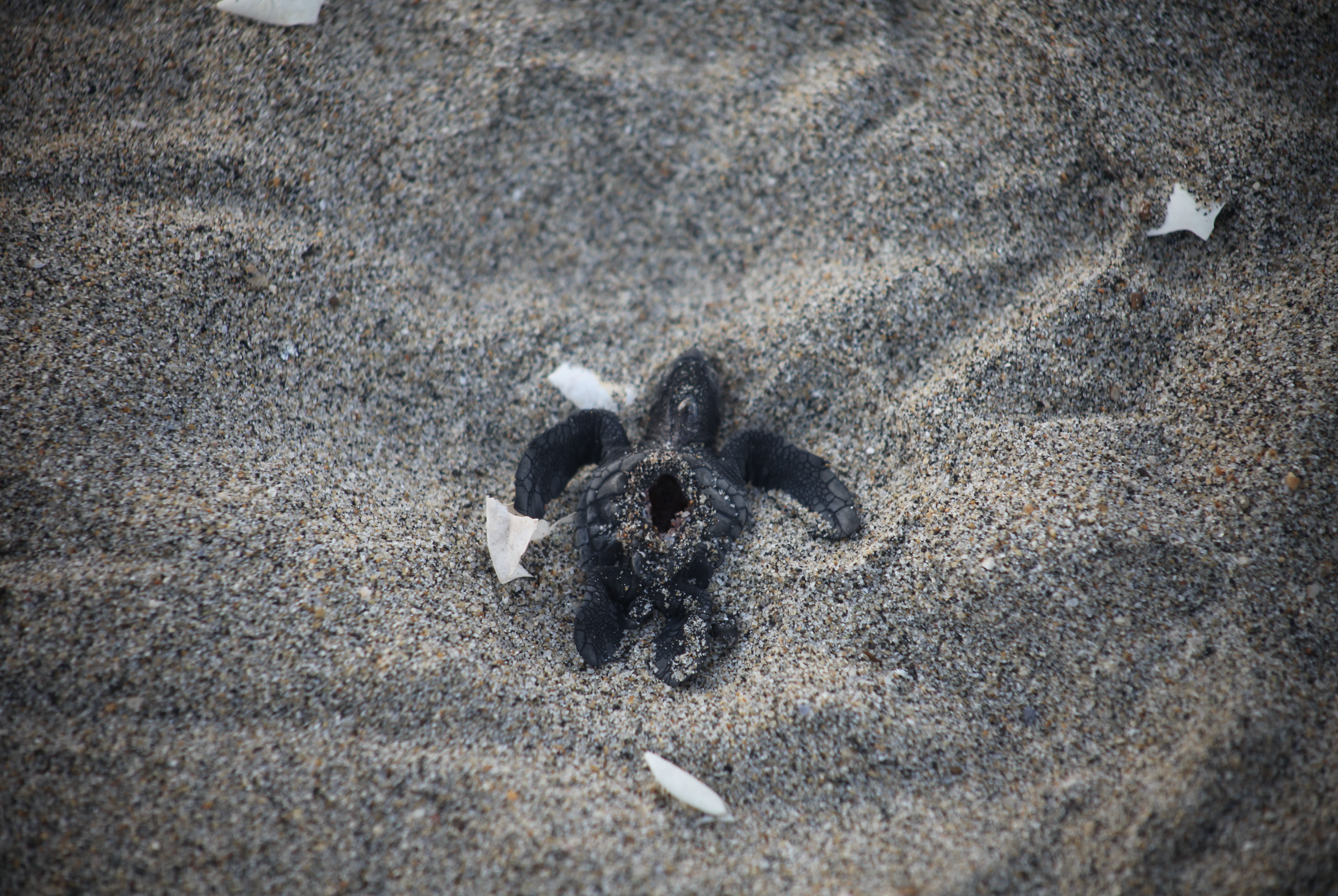 Black turtle hatchling on sandy beach.