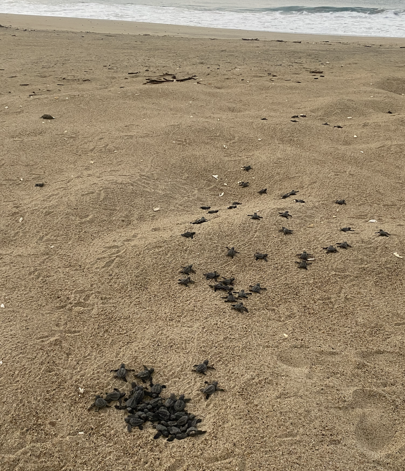 A group of baby sea turtles crawling across the sandy beach towards the ocean in the background.