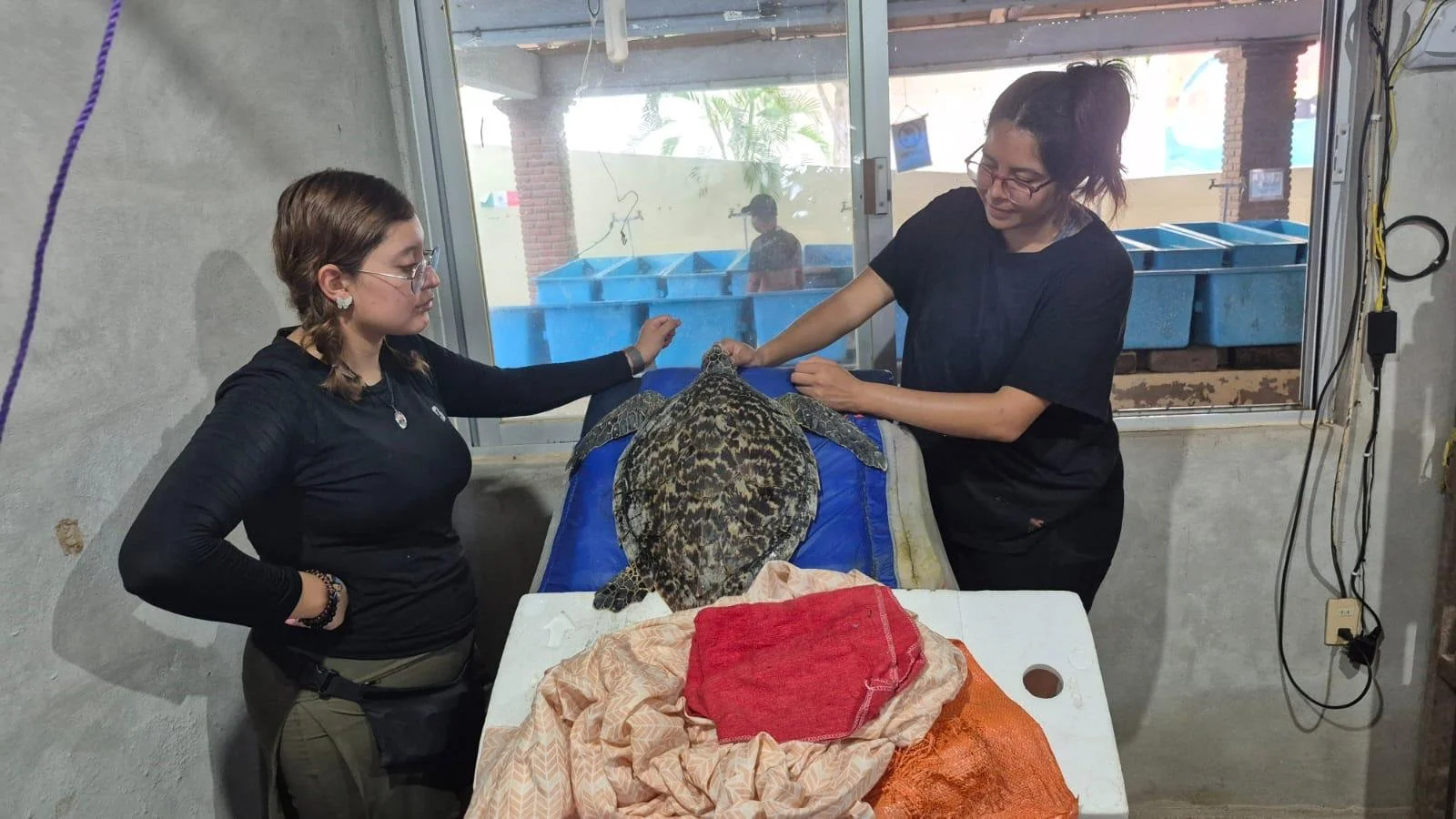 Two women tending to a large turtle on an examination table inside a veterinary clinic, with a person visible outside through the window.