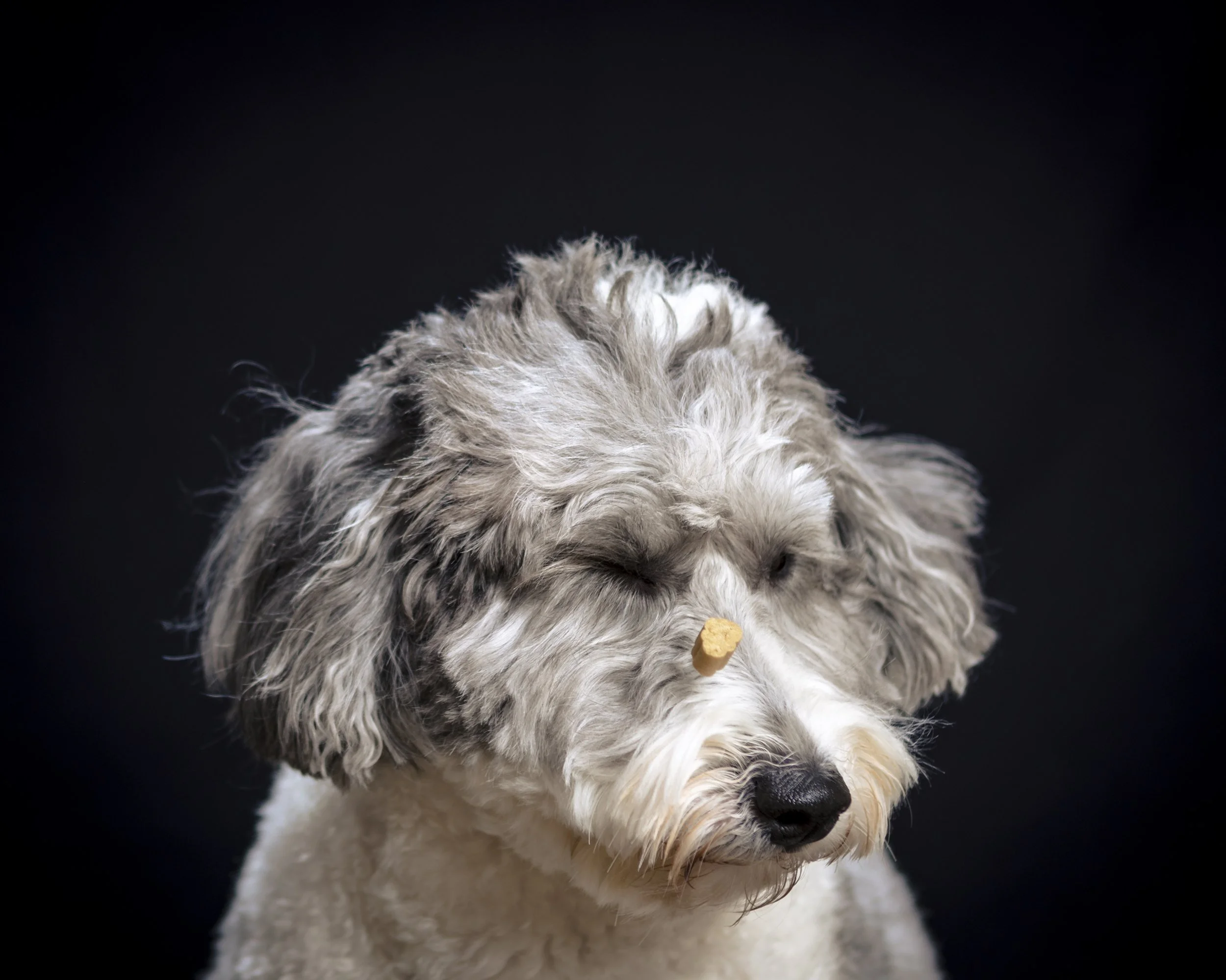 026_BrodyDoopie16x20FABlack_CrimsonCatStudios.jpg